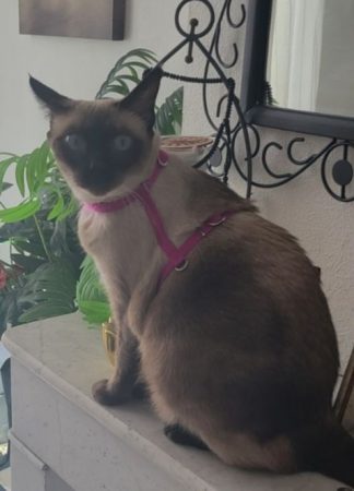 Donne un chat siamois