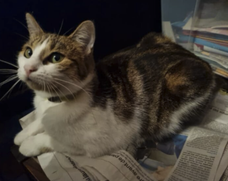 saillie chatte 2ans N'ICORNE, recherche chat mâle