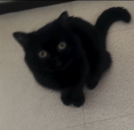 Don chat cause décès