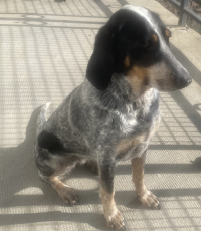 Donne chienne