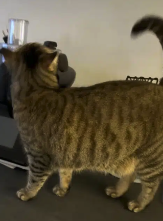 Donne chat 3 ans
