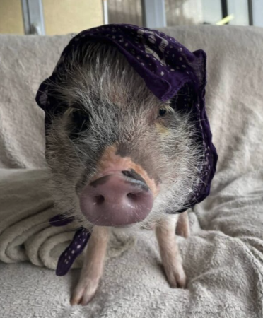 vaina mignon cochon