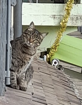 Chatte type Américan curl très caline