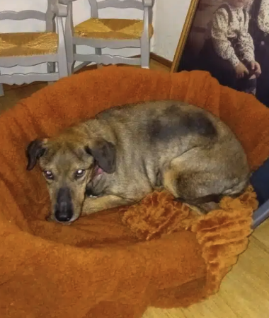 Donne Chien mâle 6 ans