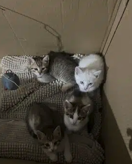 Donne chatons très urgemment