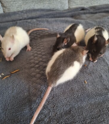 🐭DONNE PETITS RATS MÂLS 🐭
