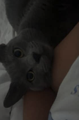 Donne chat joueur