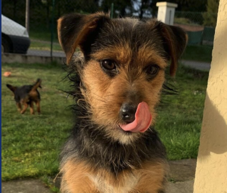 Donne chien