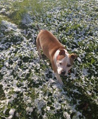 Américain staffordshire terrier
