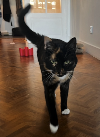 Donne chatte adorable 20 mois