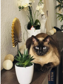 Recherche nouvelle famille pour mon siamois