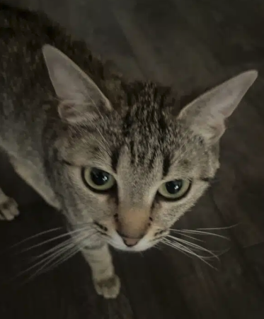 Chat femelle à donner