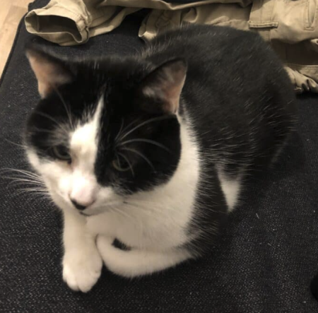 Donne chat "Moon" européen de 4 ans