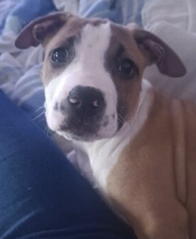Chiot type bully