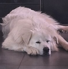 Donne chien berger des abbruzes