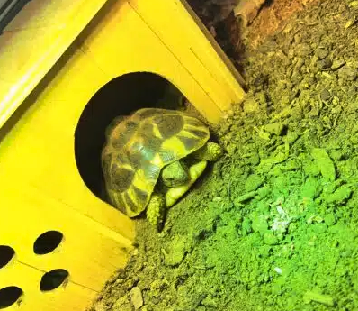 Donne 2 tortues Herman