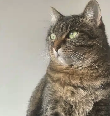 Naxos, chatte de 8 ans cherche foyer aimant