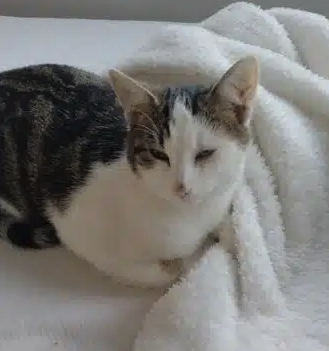 Donne Chaton mâle 8,mois