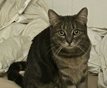 Chatte a adopté