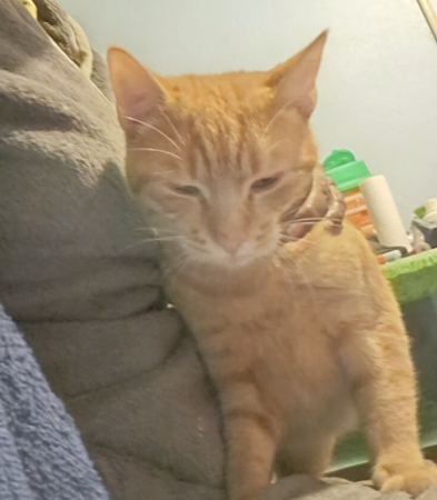 Don chat mâle non castré