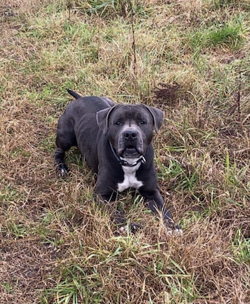 Donnez chien urgent