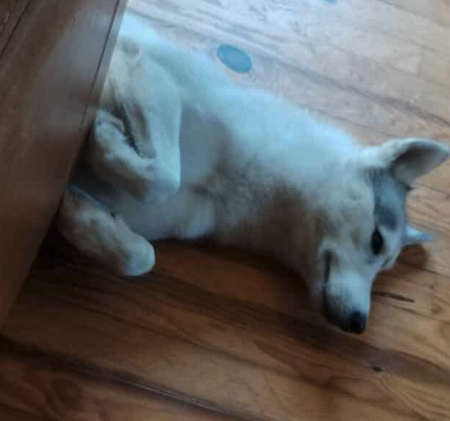 Donne Husky choupi de 2 ans