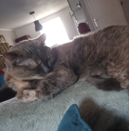 Donne chat contre bon soins
