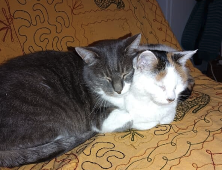 Donne deux chats de 12 ans très gentils et câlins