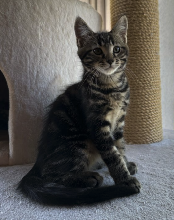 chatons croisés maine coon
