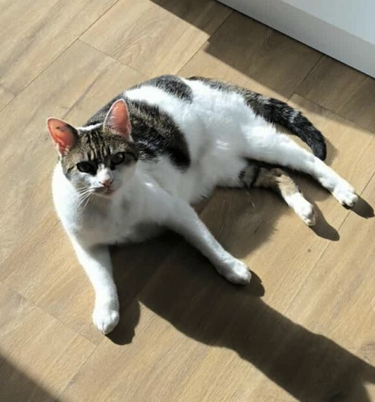 Donne chatte affective