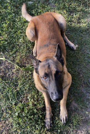 Donne chien Malinois