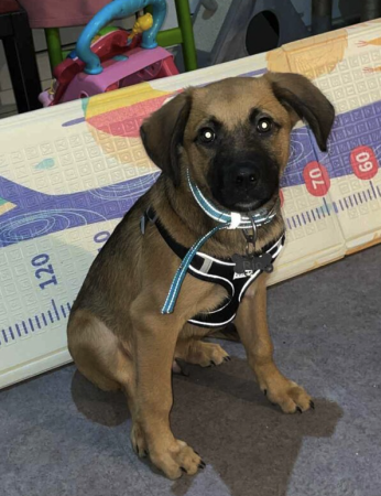 Donne chiot Podanco/Berger Allemand