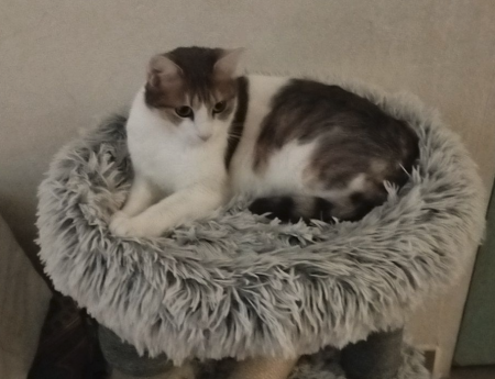 Donne chatte super urgent