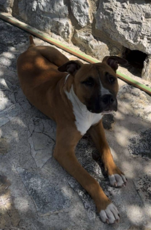 🌟 Urgent – Chouchou cherche enfin sa famille pour la vie 🌟