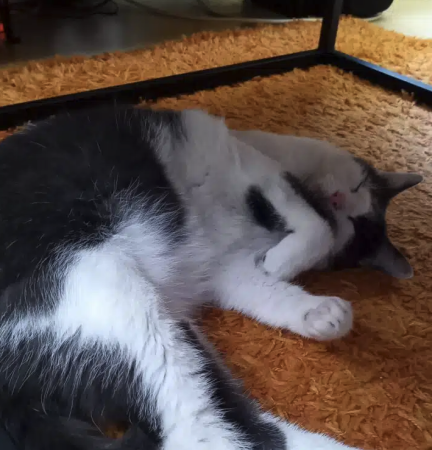 Donne chat de 4ans