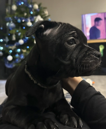 Vends magnifiques Staffies noir LOF