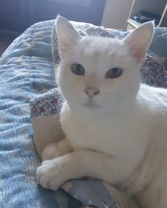 Donne chat mâle blanc