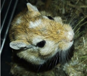 Don 2 gerbilles 🐹
