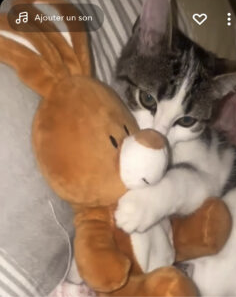 Chatte