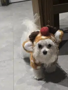 Vend son petit bichon maltais toy