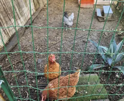 Donnes poules pondeuses