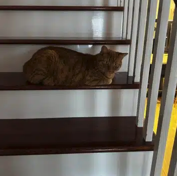 Chat à donner