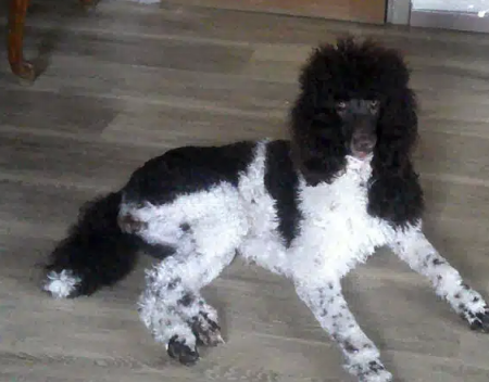 vd jeune femelle caniche royal