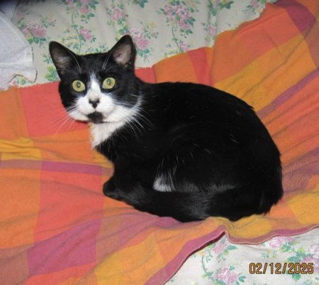 Donne chat noir et blanc comme Félix de la publicité
