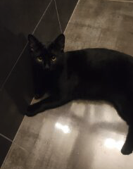 Chat noir castré