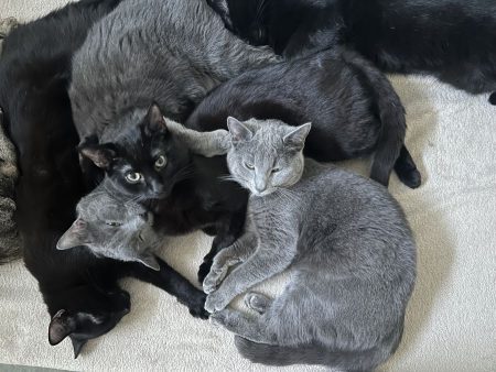 Chat a adopter