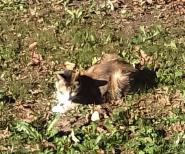 A adopter petit chat