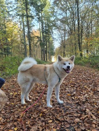 Akita Inu mâle 3 ans – cherche nouvelle famille Nous cherchons une nouvelle famille pour Yuki, Akita Inu mâle de 3 ans,