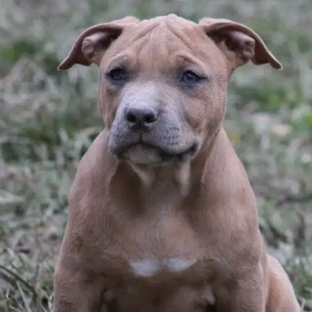 American Staffordshire terrier LOF