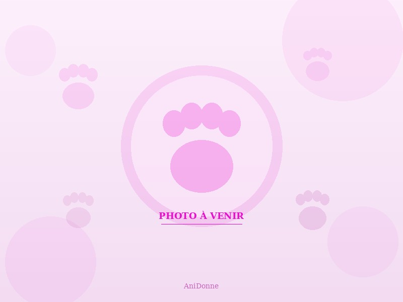 recherche deux chatons à adopter.